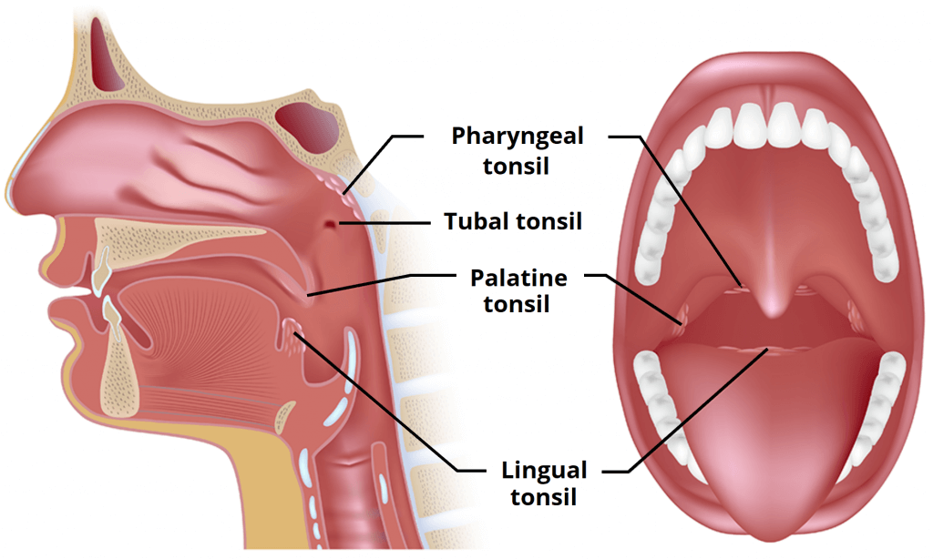 sore throat in hindi