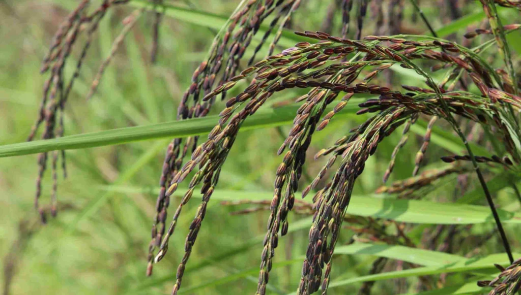 Black rice plant 