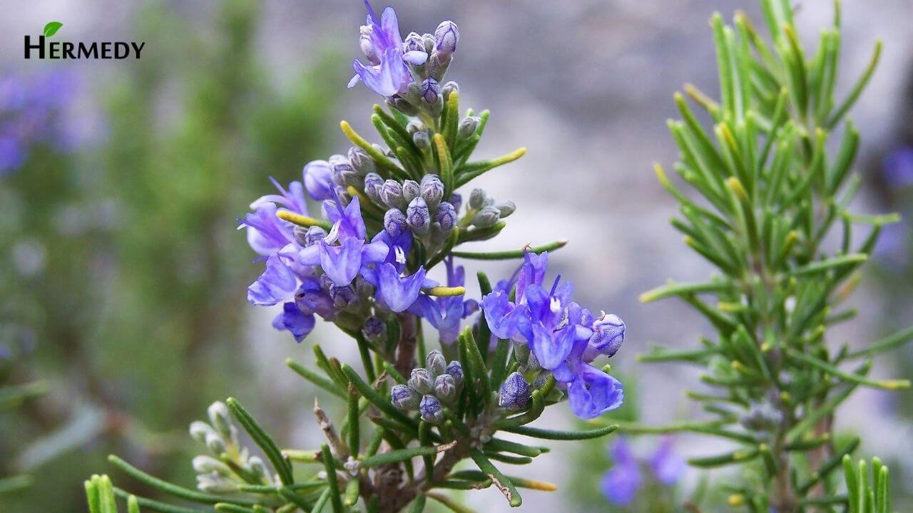 रोजमेरी के फायदे | Rosemary Benefits