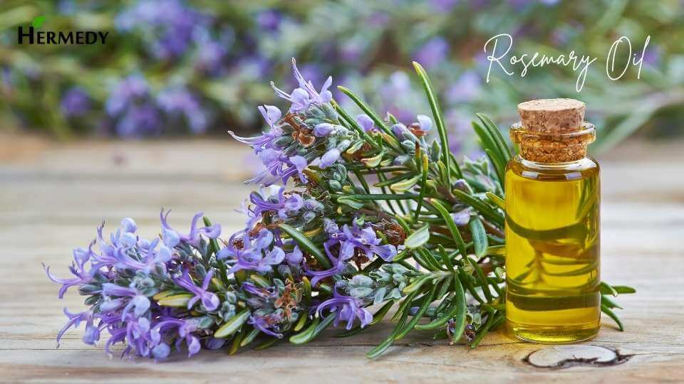 रोजमेरी आयल के फायदे | Rosemary Oil Benefits